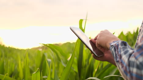 Lens-flare:-farmer-with-a-tablet-to-monitor-the-harvest-a-corn-field-at-sunset.-Man-farmer-with-a-tablet-monitors-the-crop-corn-field-at-sunset-slow-motion-video
